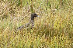 Andean Teal